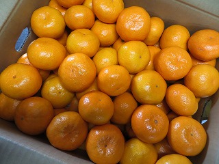 熊本みかん 金峰みかん
