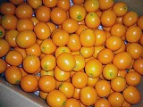 ���n�����i���݂܂����j�yL/3Kg���z�i�`�F�{�ʎ��A