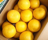 �W���[�V�[�ӊ��yL�`2L/7.5�j������z
