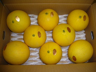 キンショーメロン