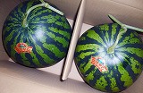 �F�{���Z�i�Ղ΂₵�j�y2�`3L�j�T�C�Y/2�ʁz