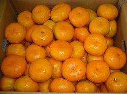 【柑橘類】